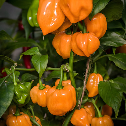 Papryka chili Habanero pomarańczowa – owoce na roślinie