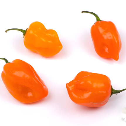 Papryka chili Habanero pomarańczowa – owoce