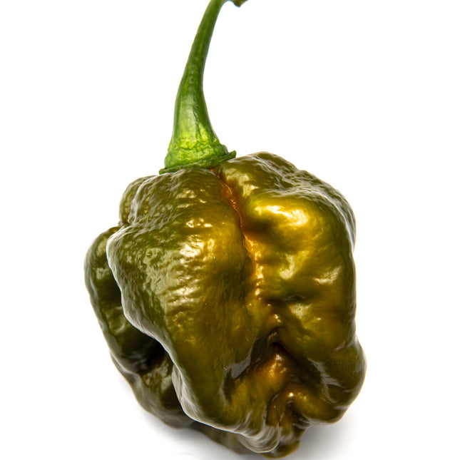 Papryka chili Trinidad Moruga Scorpion Green – pojedynczy owoc