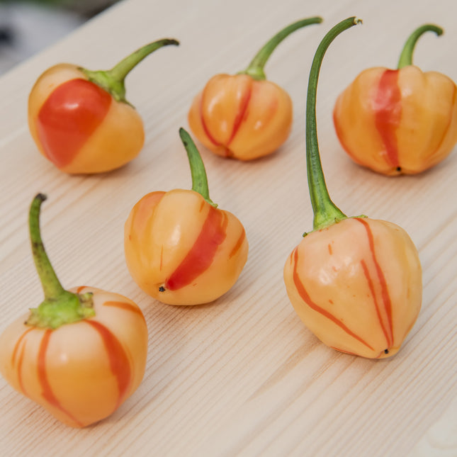Papryka chili Peppapeach Stripey – owoce