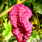Papryka chili Purple Death – fioletowy owoc na roślinie