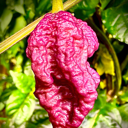 Papryka chili Purple Death – fioletowy owoc na roślinie