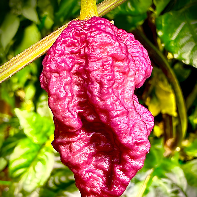 Papryka chili Purple Death – fioletowy owoc na roślinie