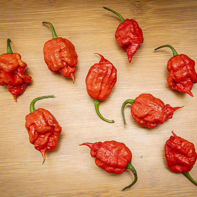 Papryka chili Purple Death – dojrzałe czerwone owoce