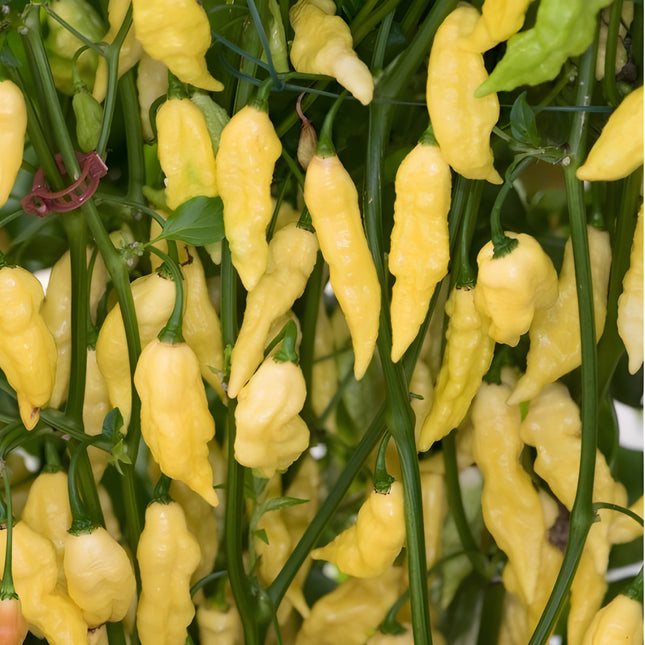Papryka chili White Ghost – białe owoce Bhut Jolokia na roślinie