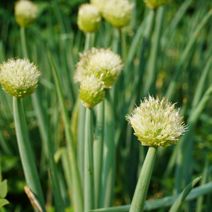 Cebula siedmiolatka Allium fistulosum – kremowe kuliste kwiatostany na pustych łodygach