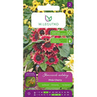 Słonecznik ozdobny Pixie Cherry - Helianthus annuus