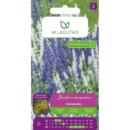 Szałwia omączona Victoria Blue & White mieszanka - Salvia farinacea