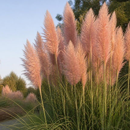Różowa trawa pampasowa Cortaderia selloana 'Rosea' – puszyste różowe wiechy nad kępą łukowatych liści